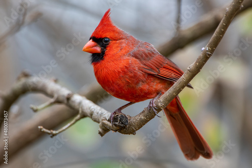 Male Northern Cardinal Perched on Branch of Chinese Fringe Tree in Louisiana in Winter Time