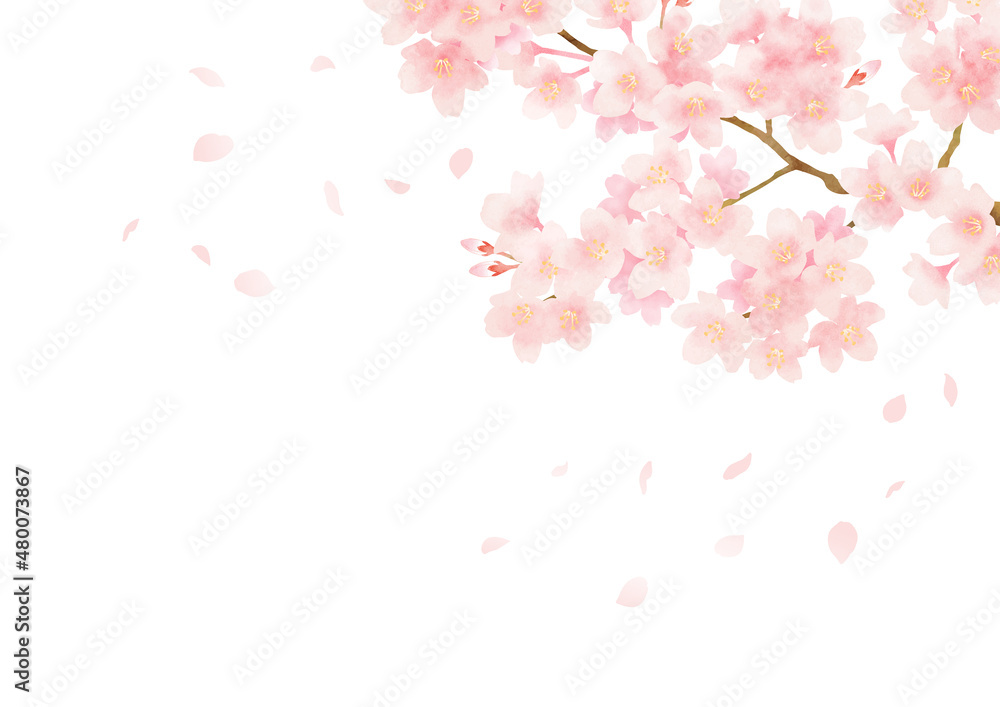 満開の桜と風に舞う花びらのフレーム 春の花の背景イラスト ベクター Stock Vector Adobe Stock 満開の桜と風に舞う花びらのフレーム 春の花の背景イラスト ベクター Stock Vector Adobe Stock