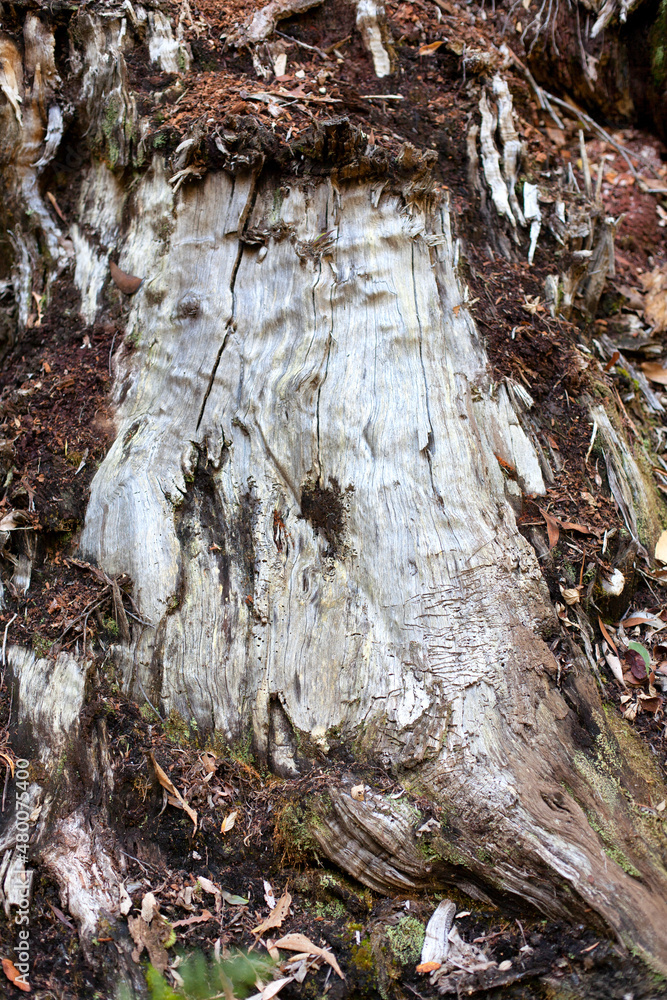 Fallen tree trunk in the forest partially covered by moss and leaf litter Fallen tree trunk in the forest partially covered by moss and leaf litter