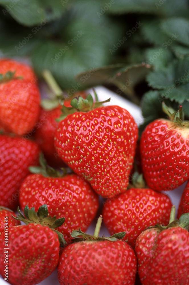 Freshly home grown strawberries in a white bowl in the garden Freshly home grown strawberries in a white bowl in the garden