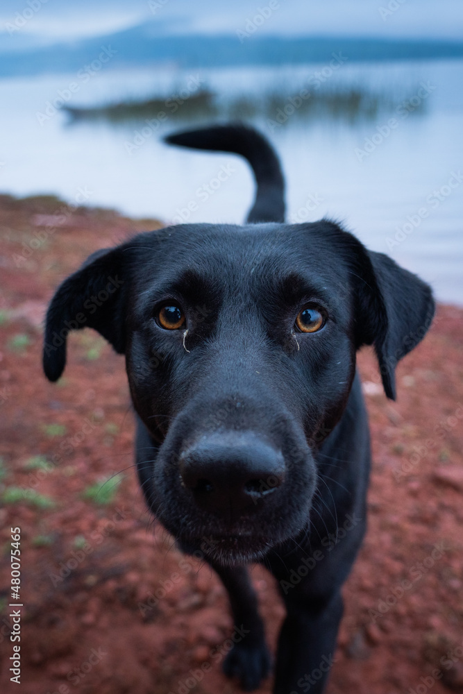 perro en lago