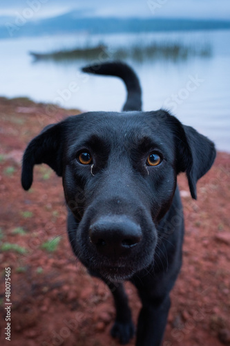 Wallpaper Mural perro en lago Torontodigital.ca