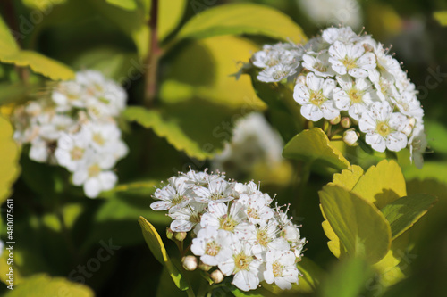 White clusters of flowers on a Birch Leaf Spirea