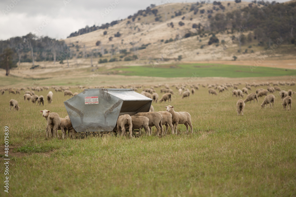 Obraz premium Sheep grazing and feeding from feed grain bins on a farm paddock
