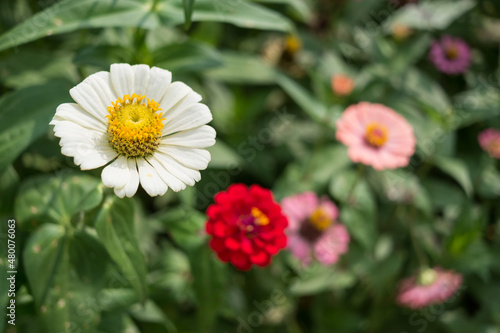 colorful flowers 