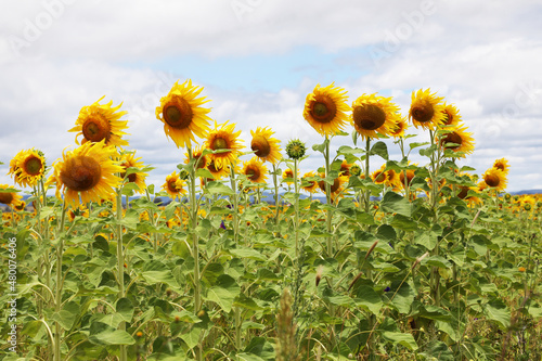 Stunning field of yellow sunflowers in a country rural setting in Southern Downs  Queensland  Australia