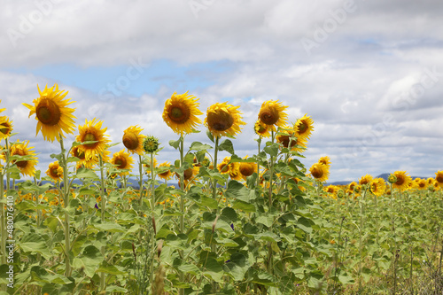 Stunning field of yellow sunflowers in a country rural setting in Southern Downs  Queensland  Australia