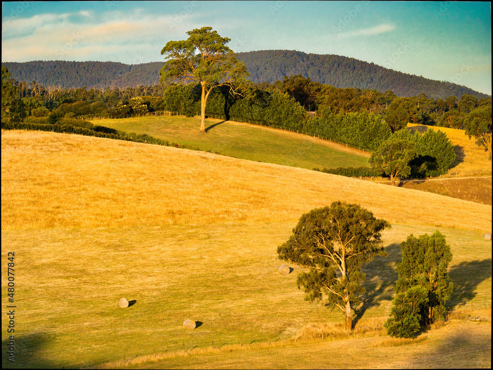 Fototapeta premium Hay Bales On Hillside