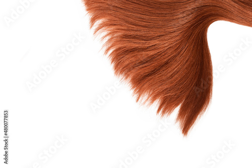 Brown red hair natural , isolated on white background , beauty