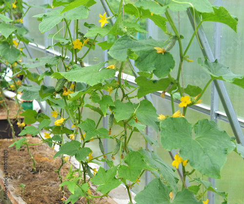 Young sprouts of cucumber vegetable in box in greenhouse or hothouse.