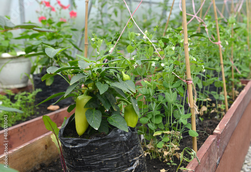 Young plant of pepper in the box in hothouse or greenhouse.