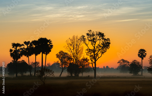 silhouette tree in thailand with Sunrise.Tree silhouetted against a setting sun.Dark tree on open field dramatic sunrise.Typical thailand sunset with trees in Khao Yai National Park, Thailand