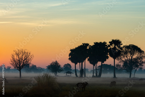 silhouette tree in thailand with Sunrise.Tree silhouetted against a setting sun.Dark tree on open field dramatic sunrise.Typical thailand sunset with trees in Khao Yai National Park  Thailand