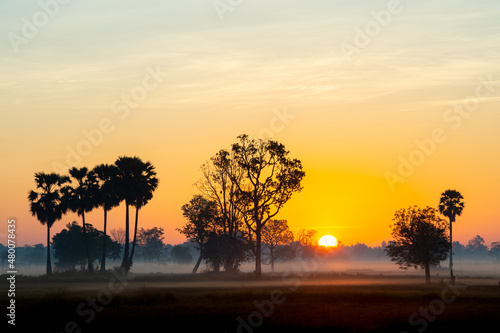 silhouette tree in thailand with Sunrise.Tree silhouetted against a setting sun.Dark tree on open field dramatic sunrise.Typical thailand sunset with trees in Khao Yai National Park, Thailand © stcom