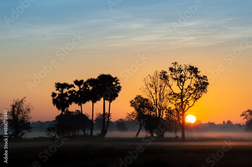 silhouette tree in thailand with Sunrise.Tree silhouetted against a setting sun.Dark tree on open field dramatic sunrise.Typical thailand sunset with trees in Khao Yai National Park, Thailand