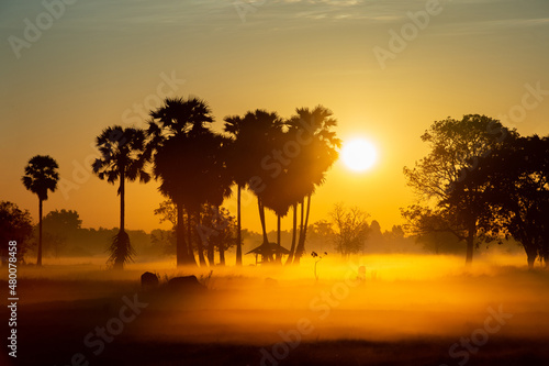 silhouette tree in thailand with Sunrise.Tree silhouetted against a setting sun.Dark tree on open field dramatic sunrise.Typical thailand sunset with trees in Khao Yai National Park  Thailand