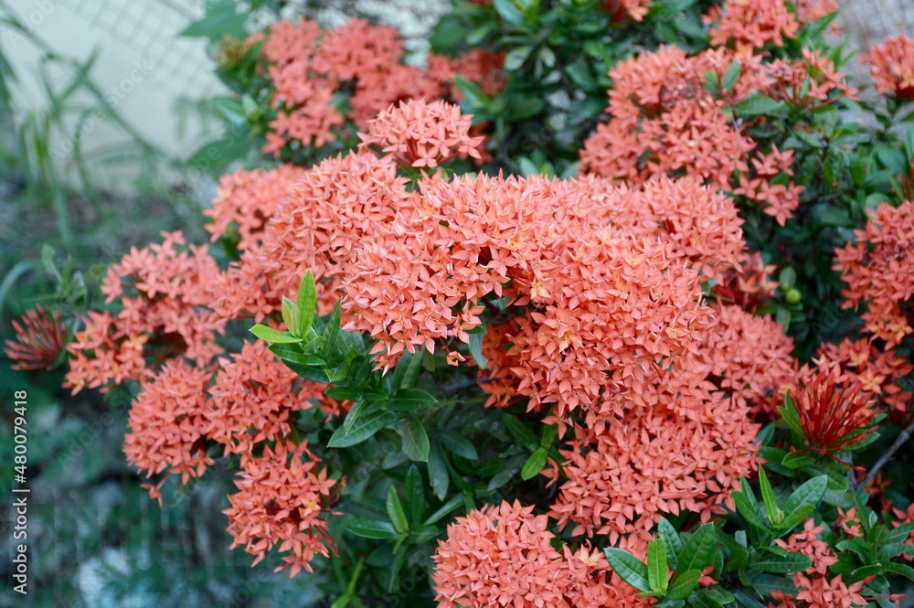 red ixora flower in nature garden red ixora flower in nature garden