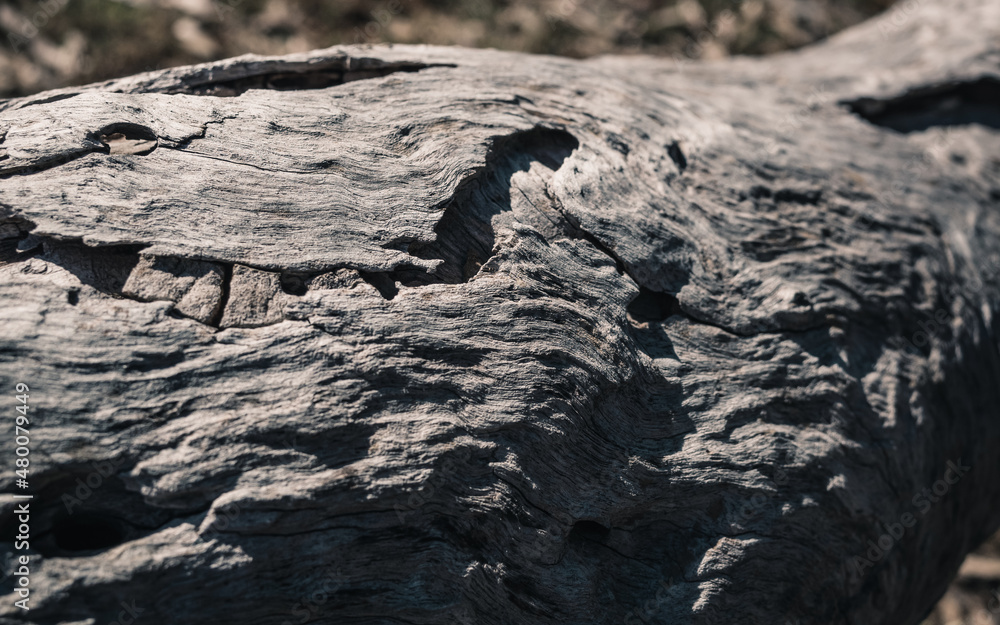 bark of a tree bark of a tree
