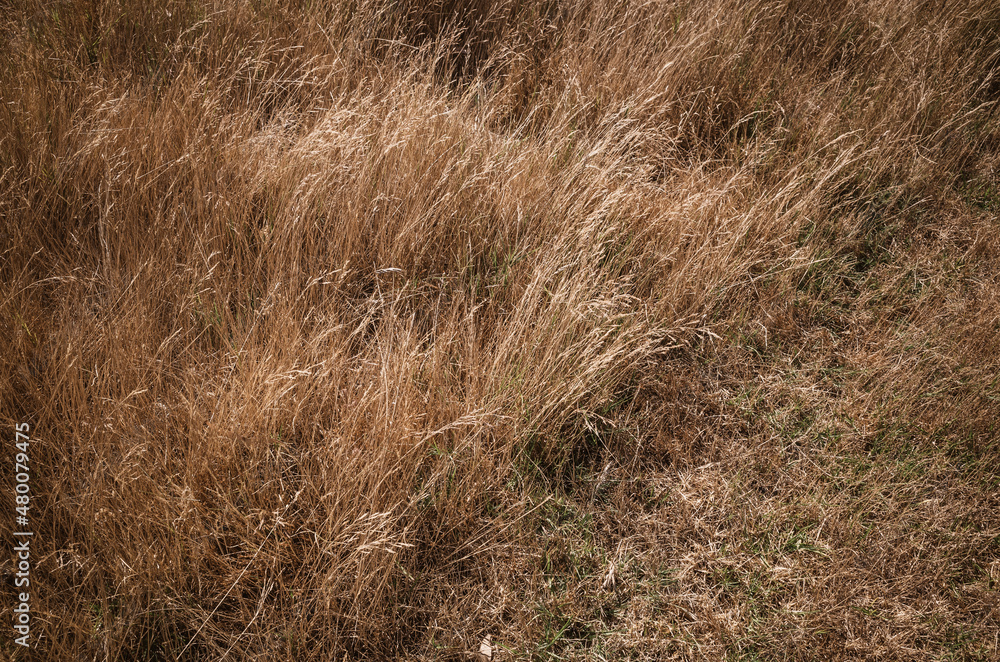 grass in the wind grass in the wind