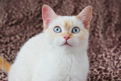 Fototapeta Naklejka Na Ścianę i Meble -  cute beautiful white cat with blue eyes. fluffy white fur. red ears and tail. sits on a bright background and looks at the camera with big eyes Surprised cat face. Blur the cat's face Copyspace. Macro