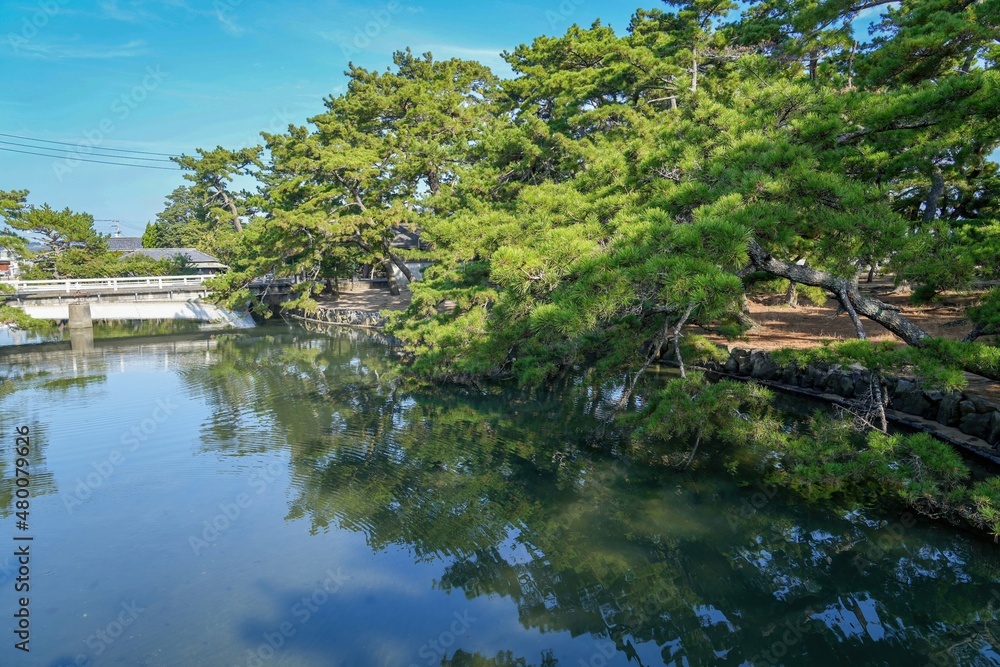 津田の松原の松林の情景＠香川