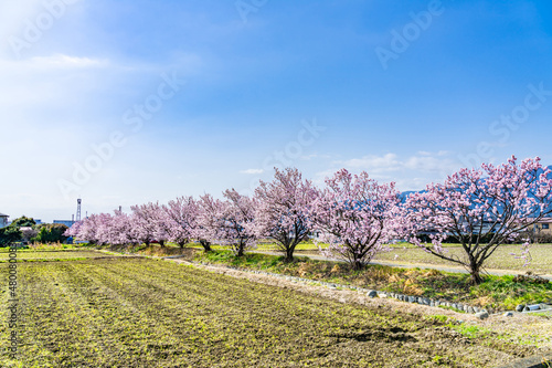 日本の春 神奈川県南足柄 早咲きの春めき桜
