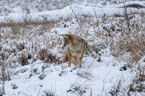 close up of a beautiful coyote walking on the snow covered wetland searching for food