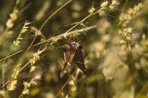 Autochton Cellus Butterfly Macro Photography photo