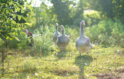 Fotografiet Domestic geese on a meadow