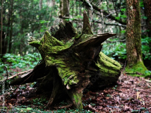 Moss covered fallen tree in the forest.
