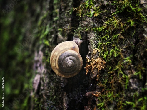 Closeup of a snail climbing a tree.