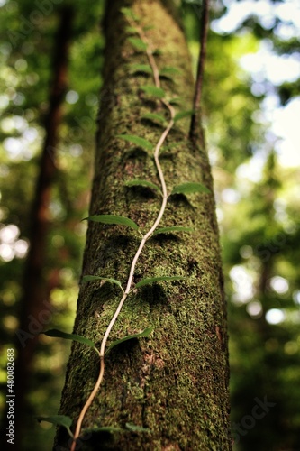 Leafy vine climbing up a tree trunk.