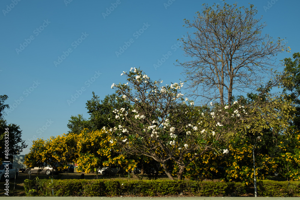 Fototapeta premium flowers