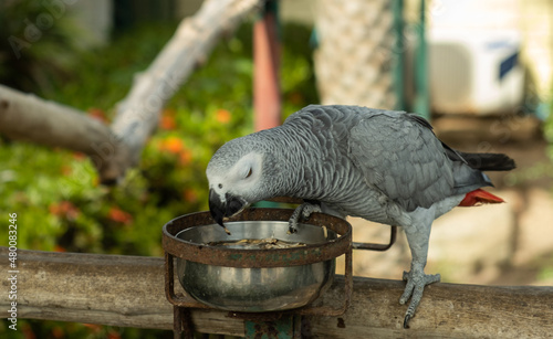 Parrots are eating food i