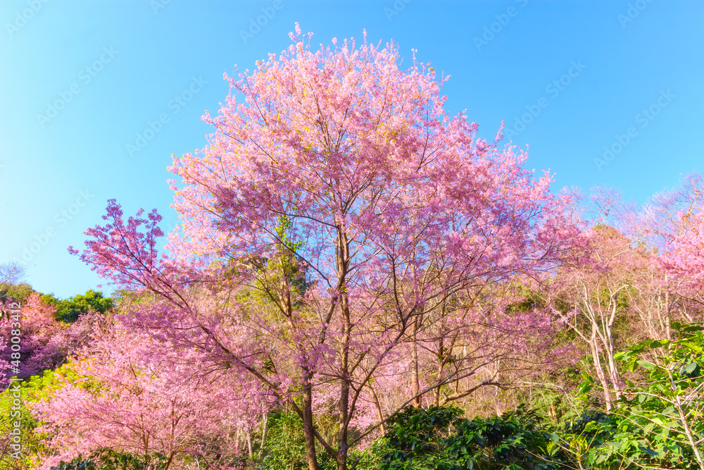 Blossom of Wild Himalayan Cherry flower in Chiang Mai