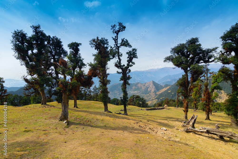 Fototapeta premium Bugyals, alpine pasture lands, or meadows, in higher elevation range of Himalayas in Uttarakhand, called nature's own gardens. View of Himalayas on Trekking route to Tunganath, temple of Lord Shiva.