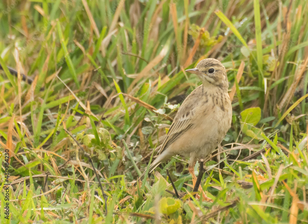 Paddyfield Pipit - Anthus novacseelandiae, sitting on paddyfield Paddyfield Pipit - Anthus novacseelandiae, sitting on paddyfield