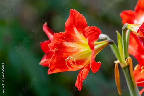 Orange Lily flowers  Lilium is a genus of herbaceous flowering plants growing from bulbs  all with large prominent flowers. Shot at Howrah  West Bengal  India