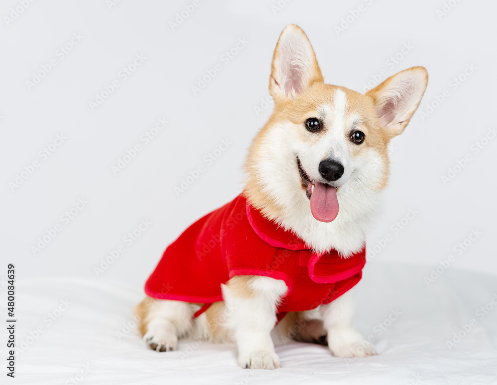 Corgi puppy in a red jacket prepared for a walk
