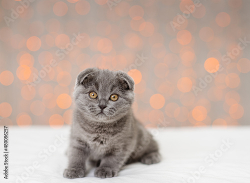 A small fluffy gray kitten with hanging ears sitting at home against the background of lights © Ermolaeva Olga
