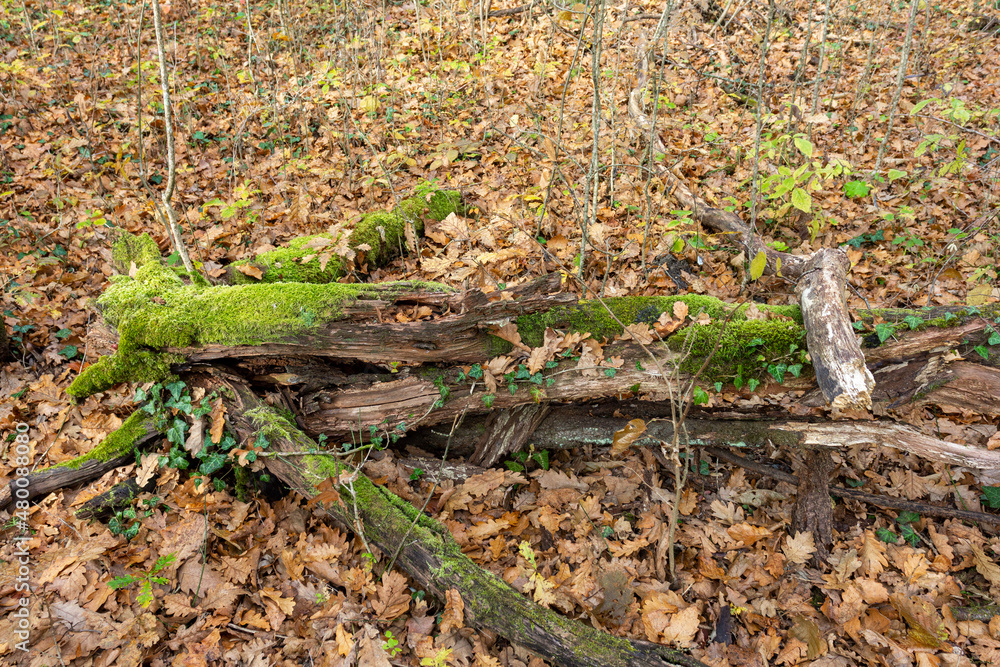 Late autumn in the highlands, walking in nature, watching the natural changes in the terrain in the park. Late autumn in the highlands, walking in nature, watching the natural changes in the terrain in the park.