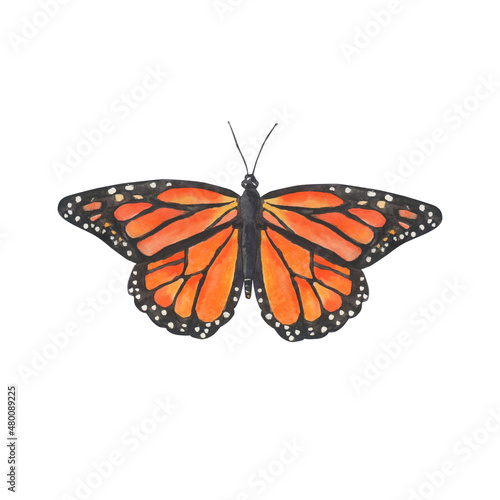 Watercolor butterfly isolated on white background. Bright monarch butterfly with orange wings.