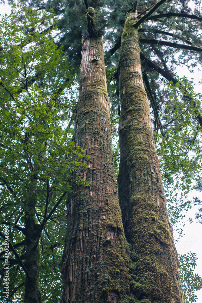 Fototapeta premium Winter Yaskuhima forest in Kyusyu Japan(World Heritage in Japan)