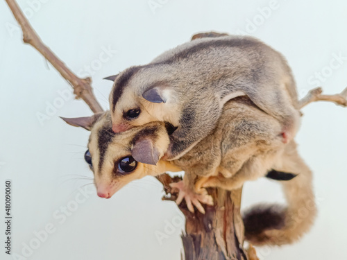 Mom sugar glider and her baby. © Alisa