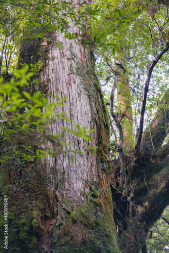  Winter Yaskuhima forest in Kyusyu Japan(World Heritage in Japan)