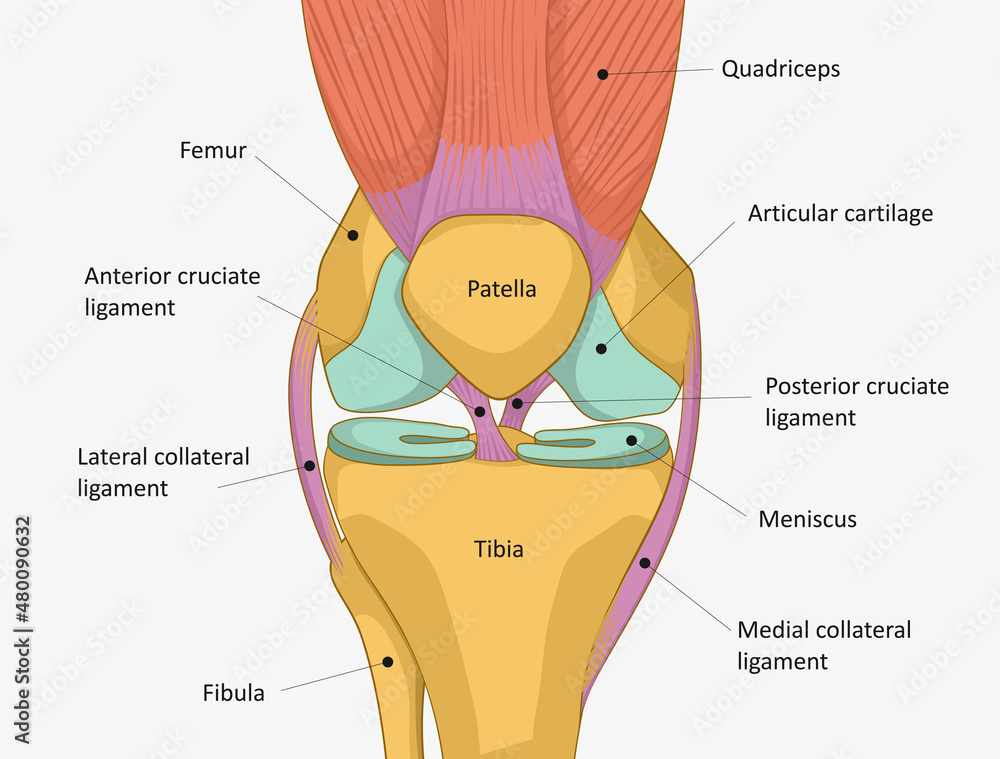 Human Knee Joint Anatomy Knee Tendons Anatomical Diagram Stock Vector 