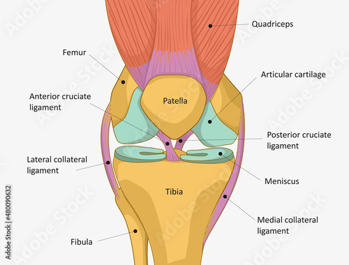 Human Knee joint anatomy. Knee Tendons, anatomical diagram photo