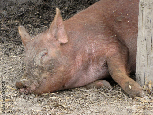 Pink pig resting on the straw with its eye open