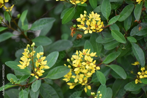 Yellow Flower