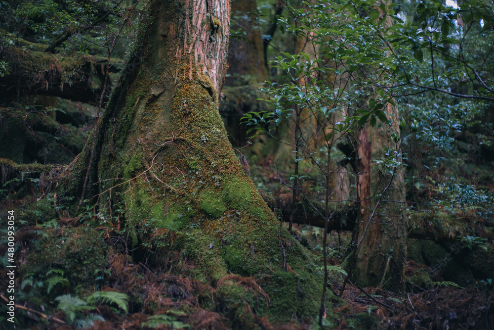 Fototapeta premium Winter Yaskuhima forest in Kyusyu Japan(World Heritage in Japan)